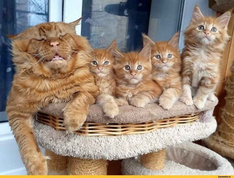 Кот рыжий с зелеными глазами из рекламы