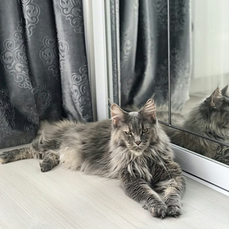 Мейн кун домашний