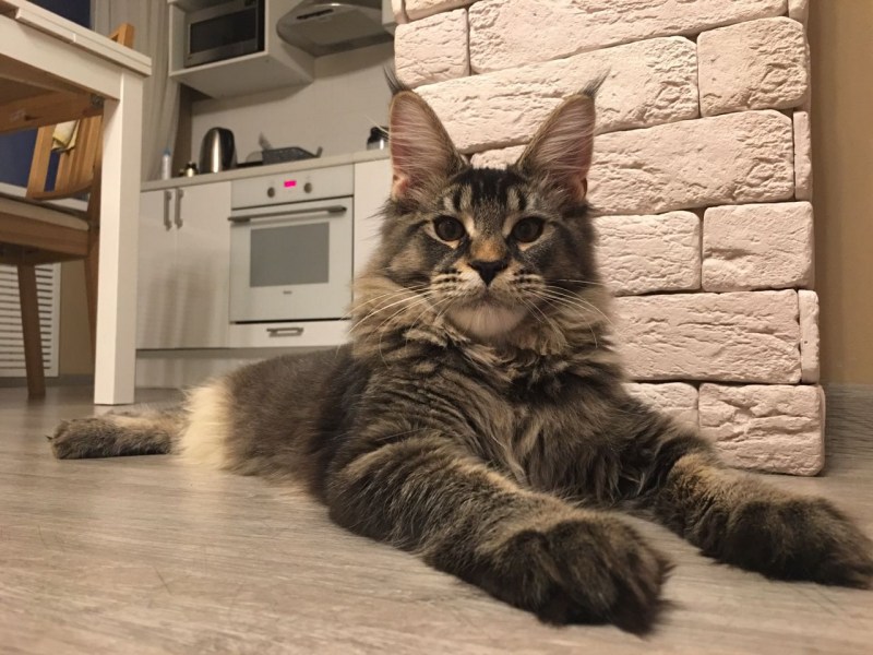 Мейн кун домашний