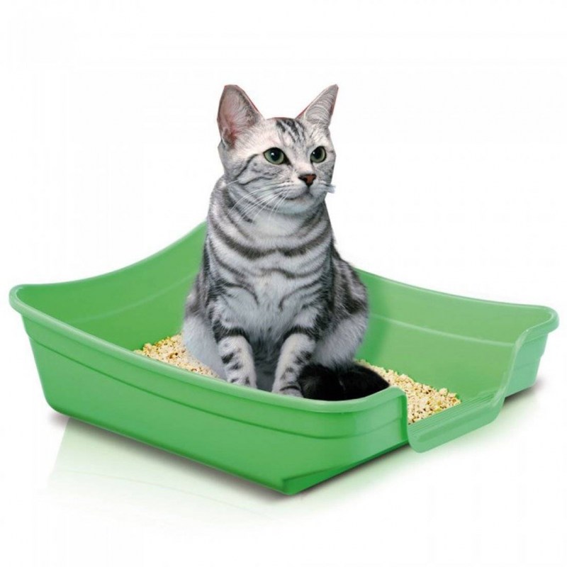 Красивые котятки