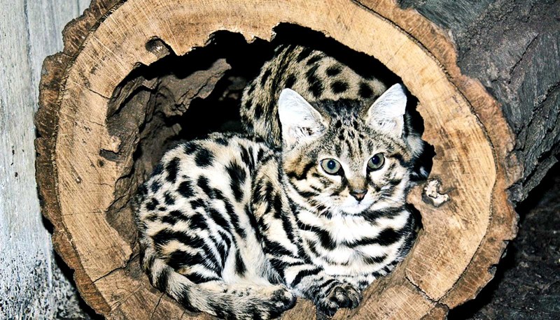 Дикая Африканская черноногая кошка