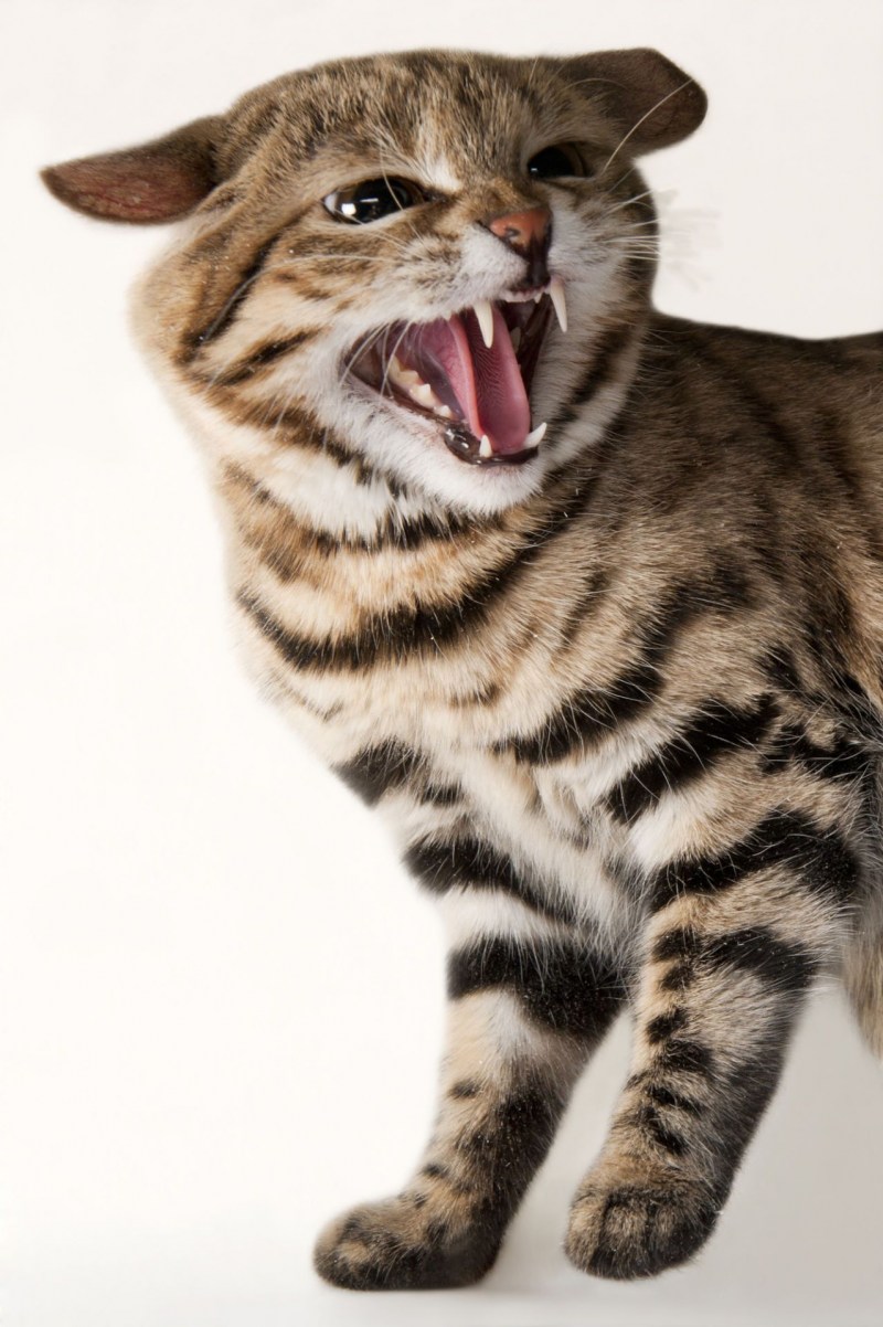 Черноногая кошка (Felis nigripes)