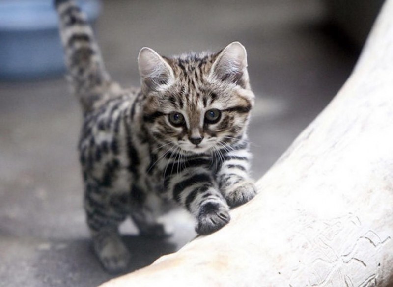 Дикая черноногая кошка
