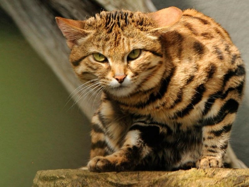 Дикая черноногая кошка