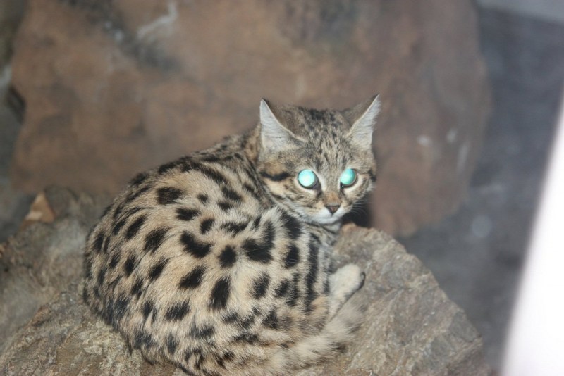 Африканский дикий кот черноногая кошка