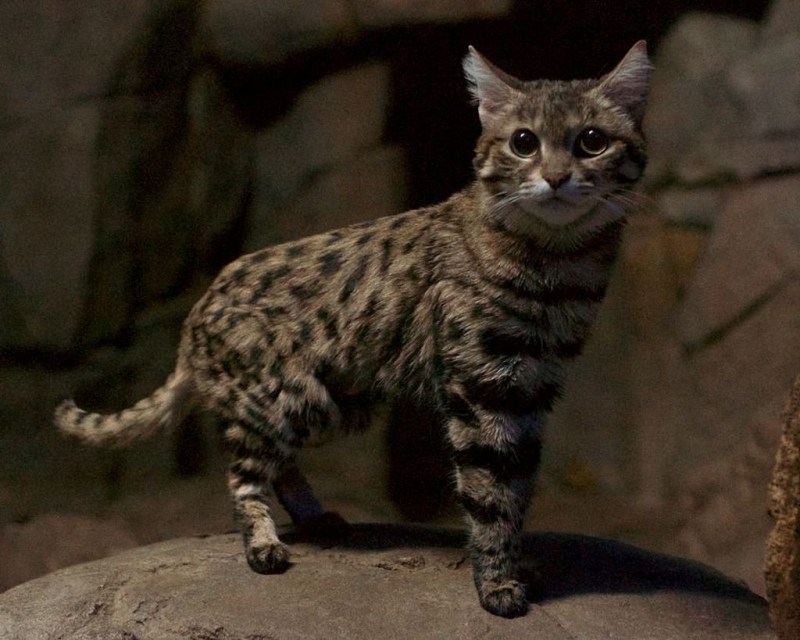 Дикая черноногая кошка