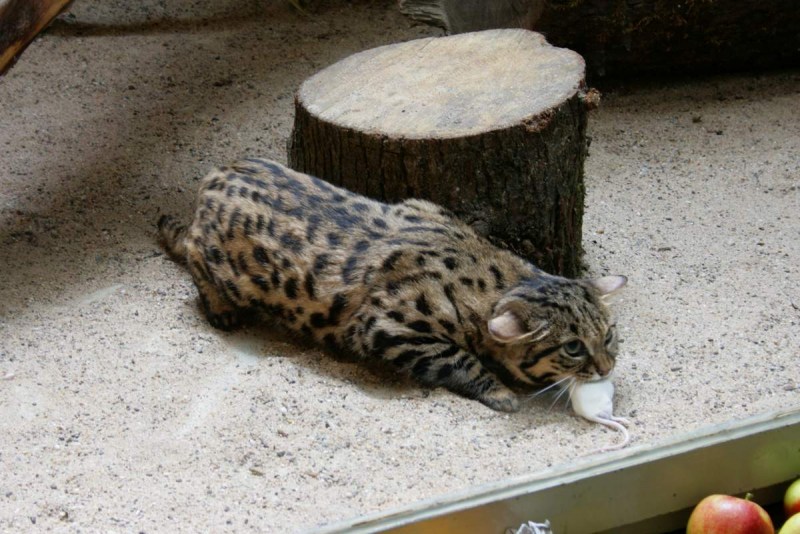 Кот муравьиный тигр