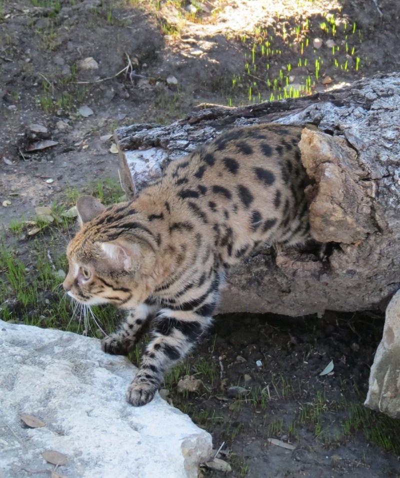 Муравьиный тигр кошка