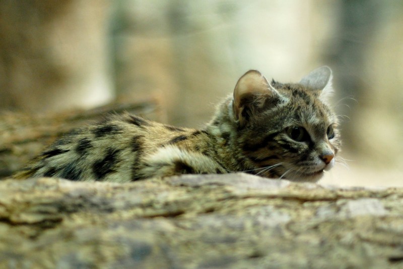 Черноногая кошка