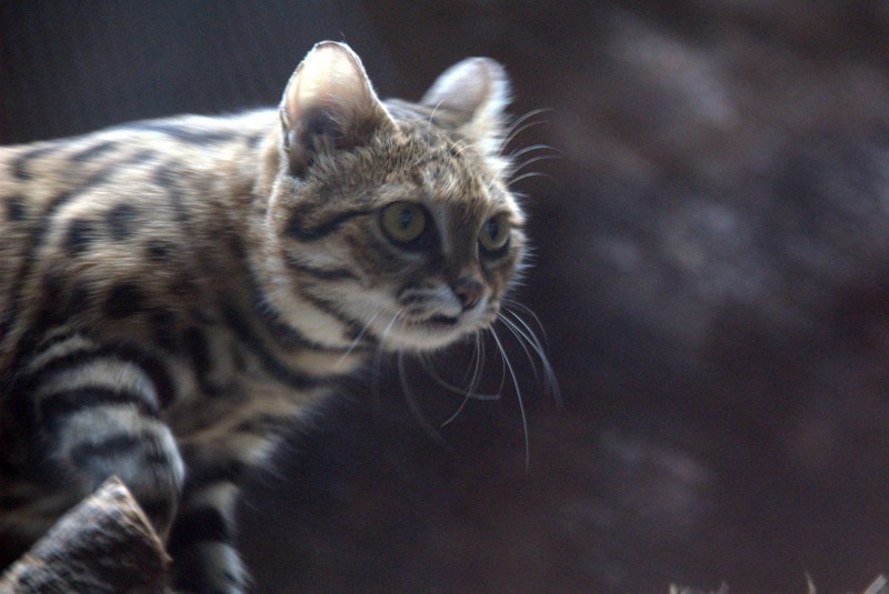 Пятнистая черноногая кошка
