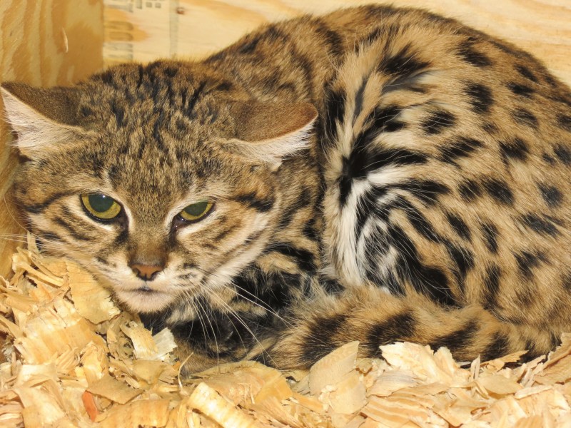 Африканская черноногая кошка котенок