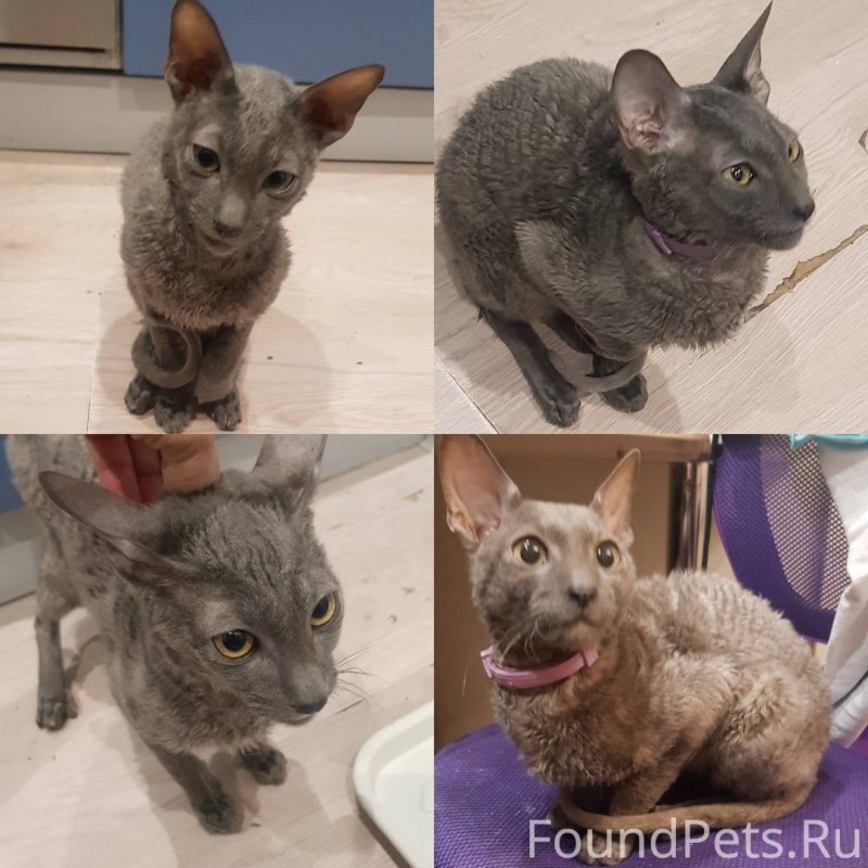 Корниш рекс персиковый