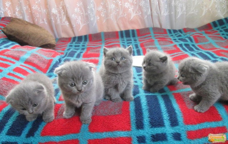 Британские котята вислоухие голубые