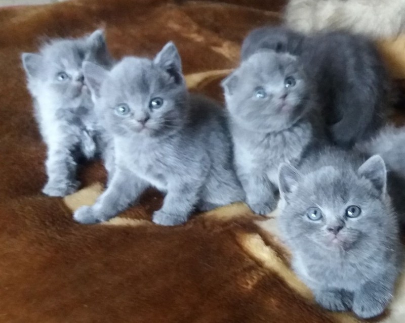 Шотландская вислоухая кошка лиловая