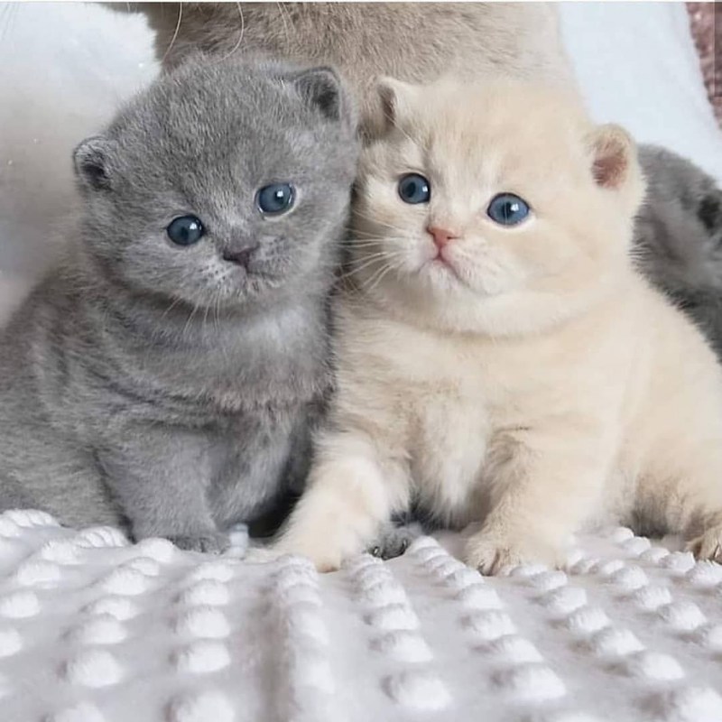 Маленькие британские котята вислоухие