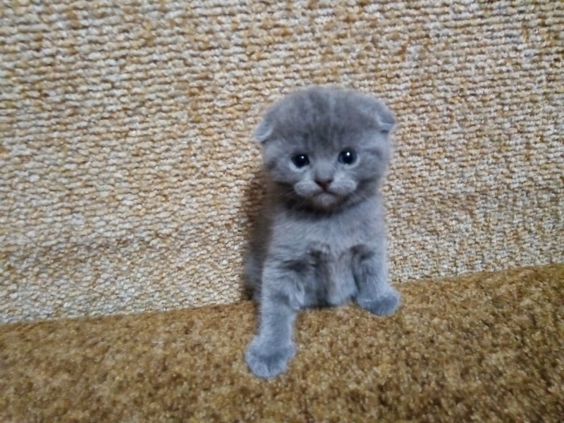 Вислоухие котята британцы