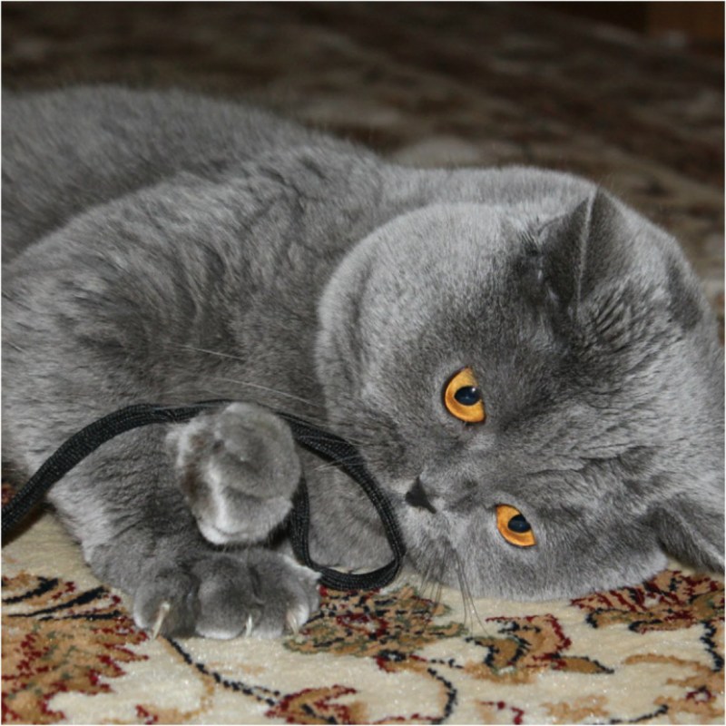Британский вислоухий котенок серый