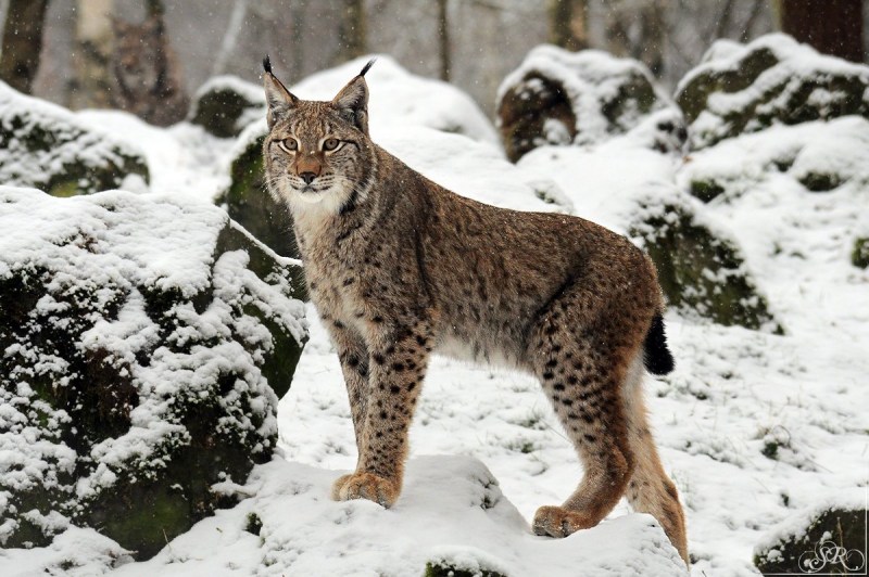 Обыкновенная Рысь Lynx Lynx