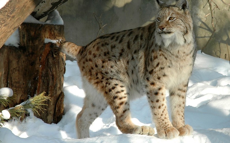 Рысь обыкновенная Lynx Lynx Linnaeus, 1758