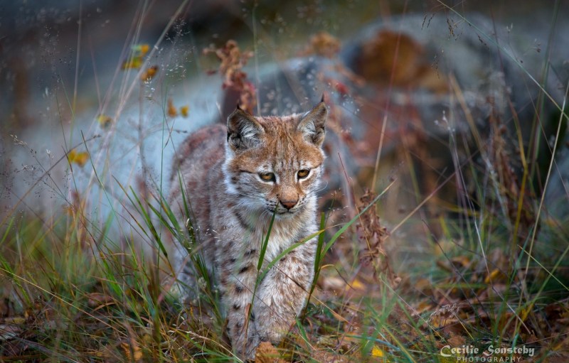 Рысь (Lynx Lynx) в дикой природе