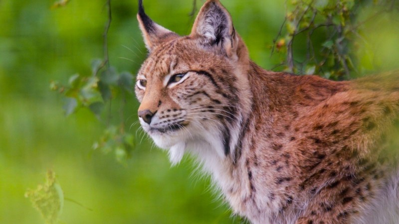 Рысь (Lynx Lynx) в дикой природе