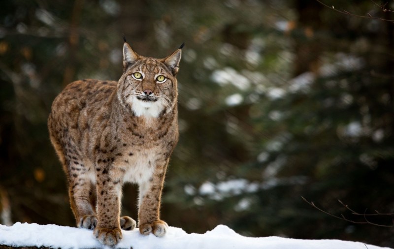 Обыкновенная Рысь Lynx Lynx