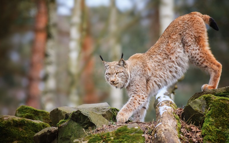 Обыкновенная Рысь Lynx Lynx