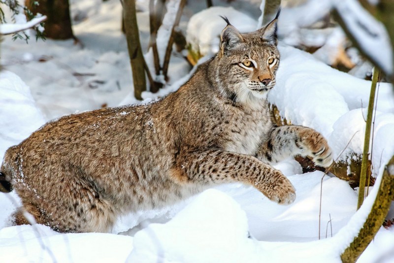 Обыкновенная Рысь Lynx Lynx