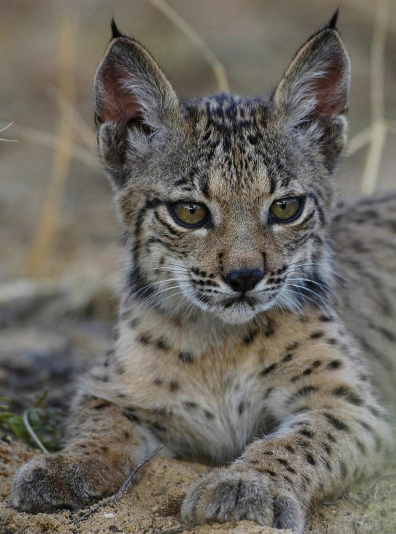 Spanish Lynx