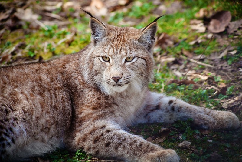 Обыкновенная Рысь Lynx Lynx