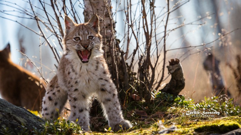Рысь (Lynx Lynx) в дикой природе