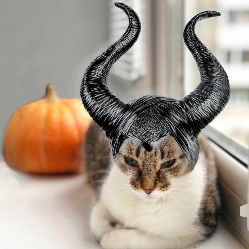 Котик с рогами