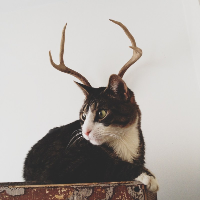 Кошка с рогами