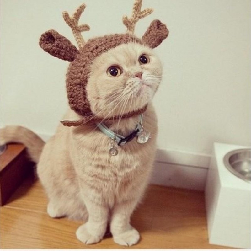 Костюм оленя для кота