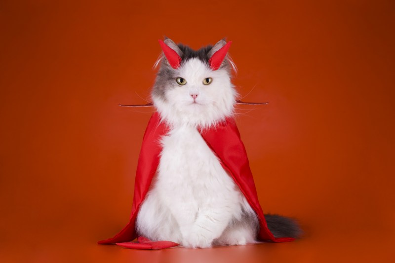 Котенок в костюме дьявола