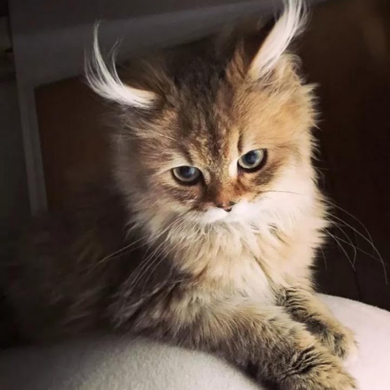 Красивые коты
