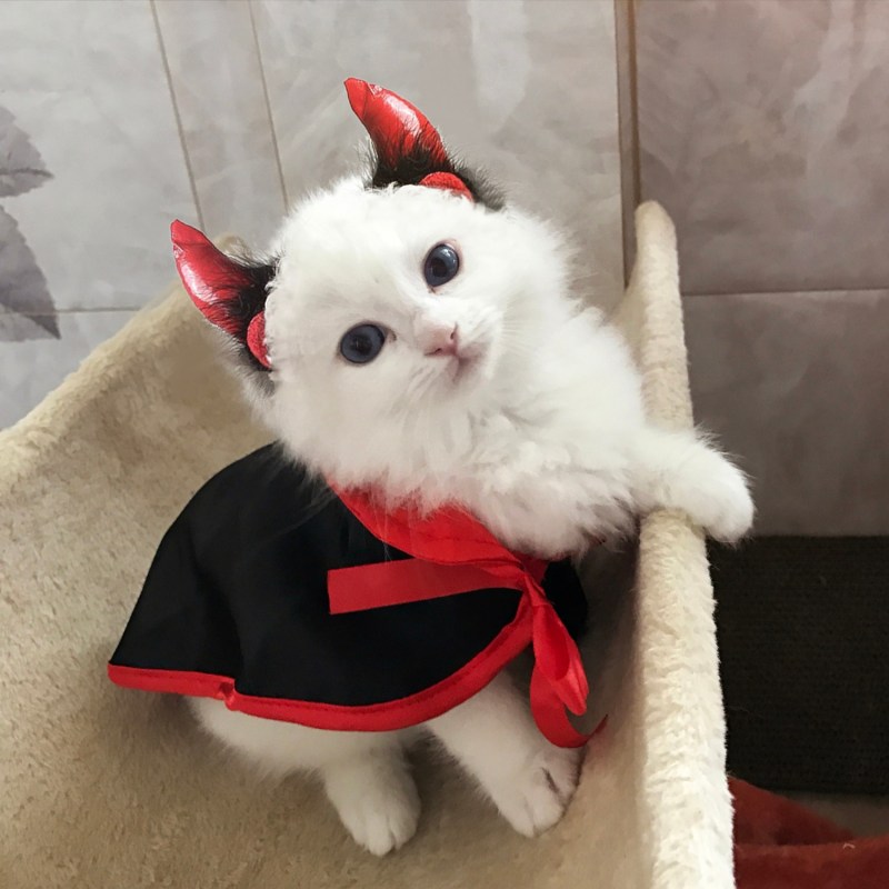 Милый котик в костюме
