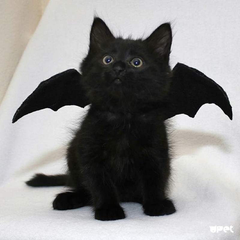 Черный котенок