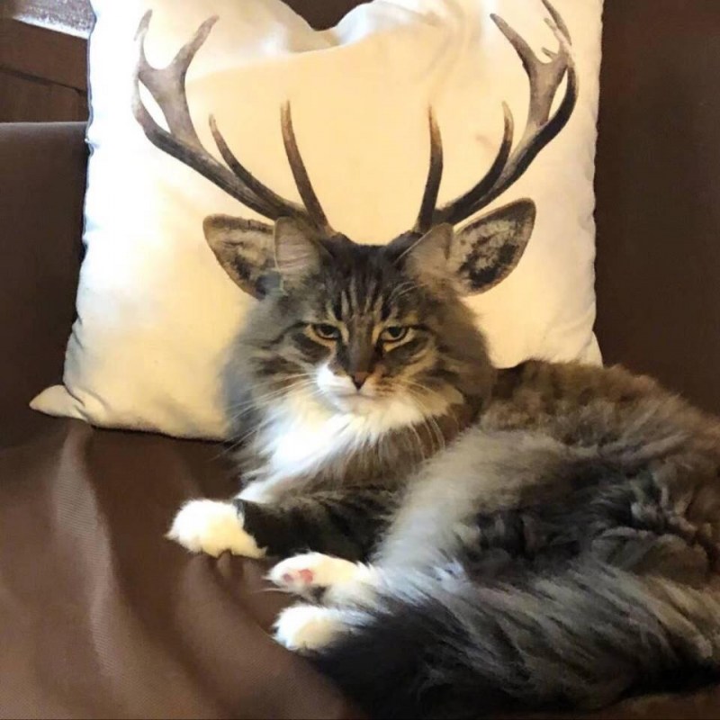 Кошка с рогами