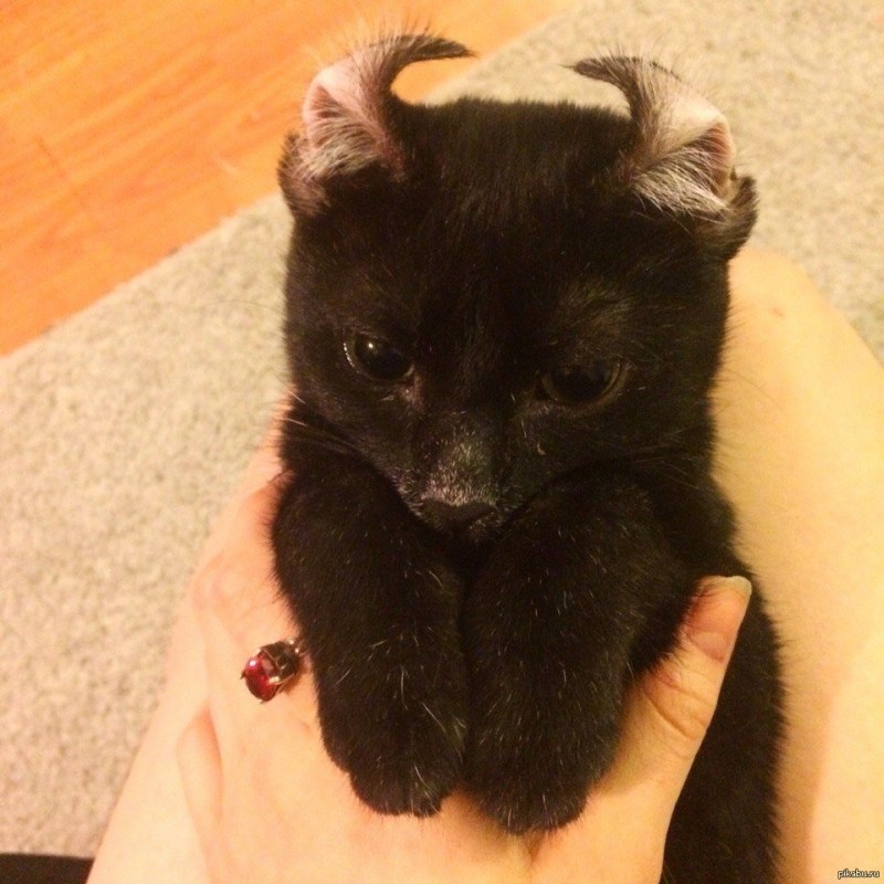 Я зло котенок
