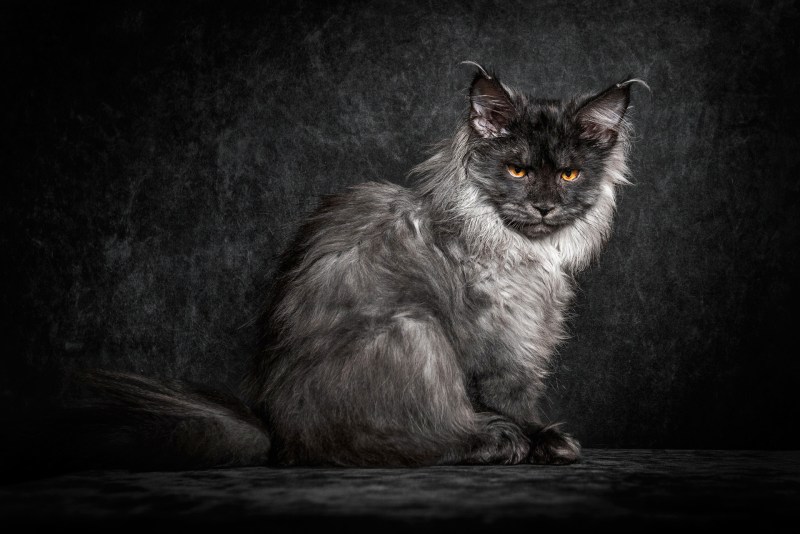 Кот Мейн кун серый