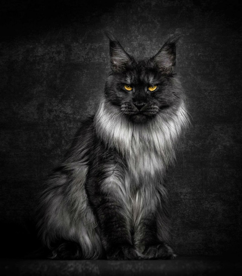 Коты Мейн кун