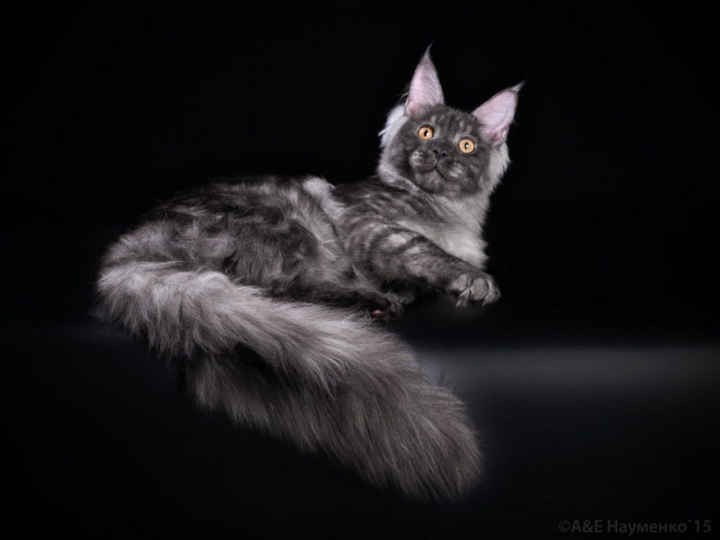 Кот Мейн кун черный