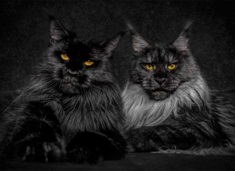Кошка Мейн кун серая