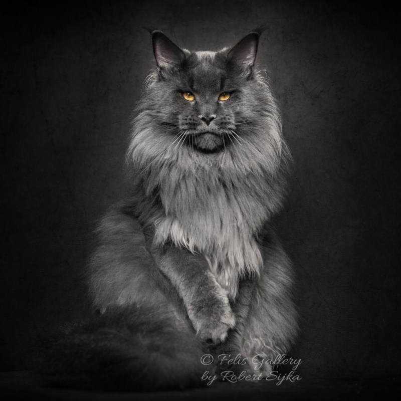 Кот Мейн кун