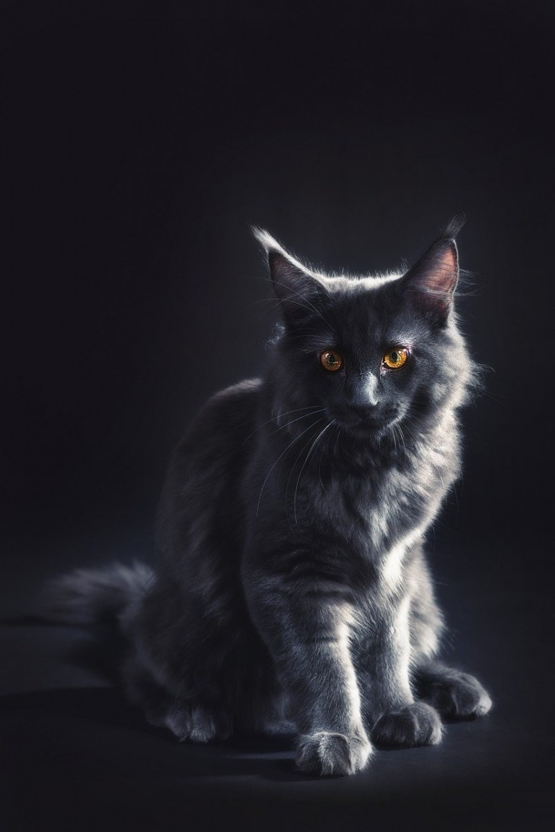 Мейн кун котенок черный
