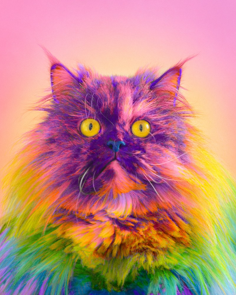 Радужная кошка