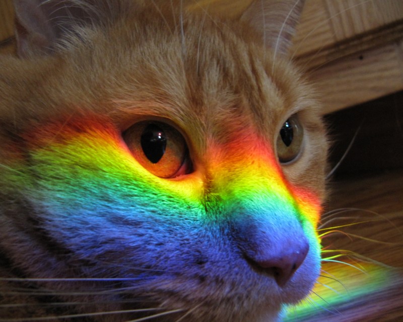 Радужные котята