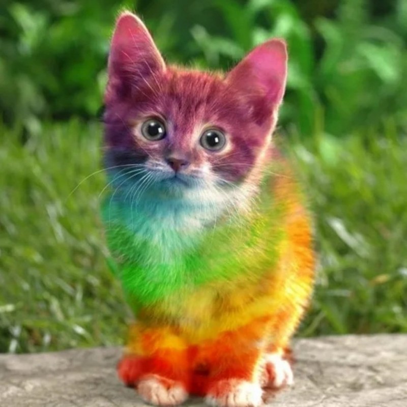 Разноцветные котята