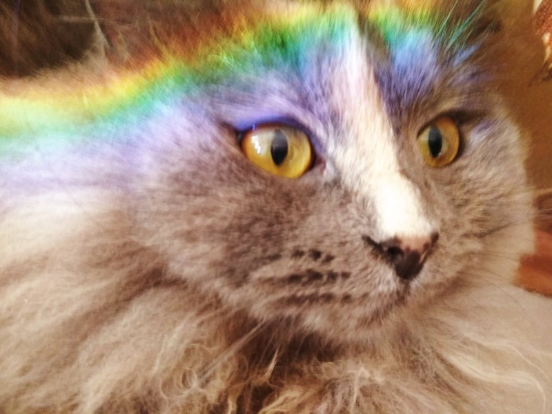 Разноцветные коты
